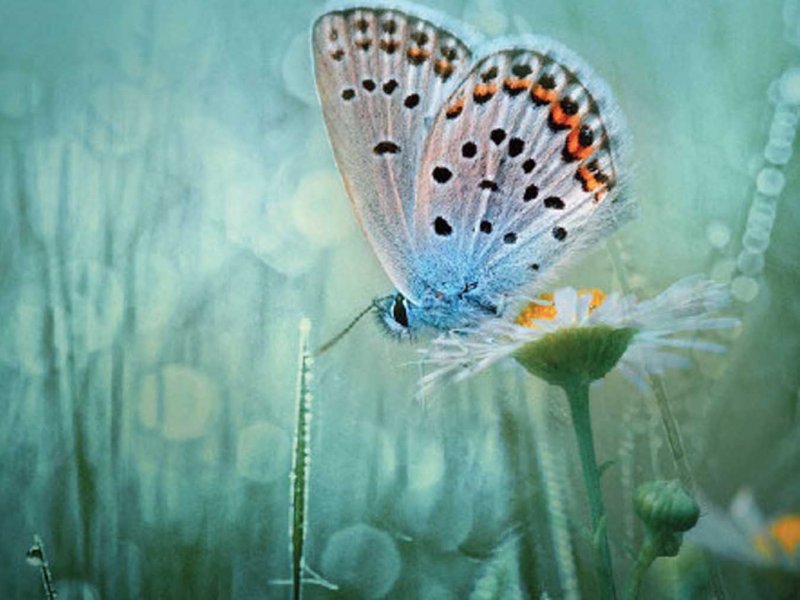 Becoming Butterfly