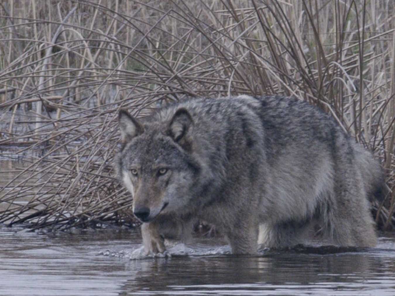 Die geheime Welt der Tiere, unter Wölfen