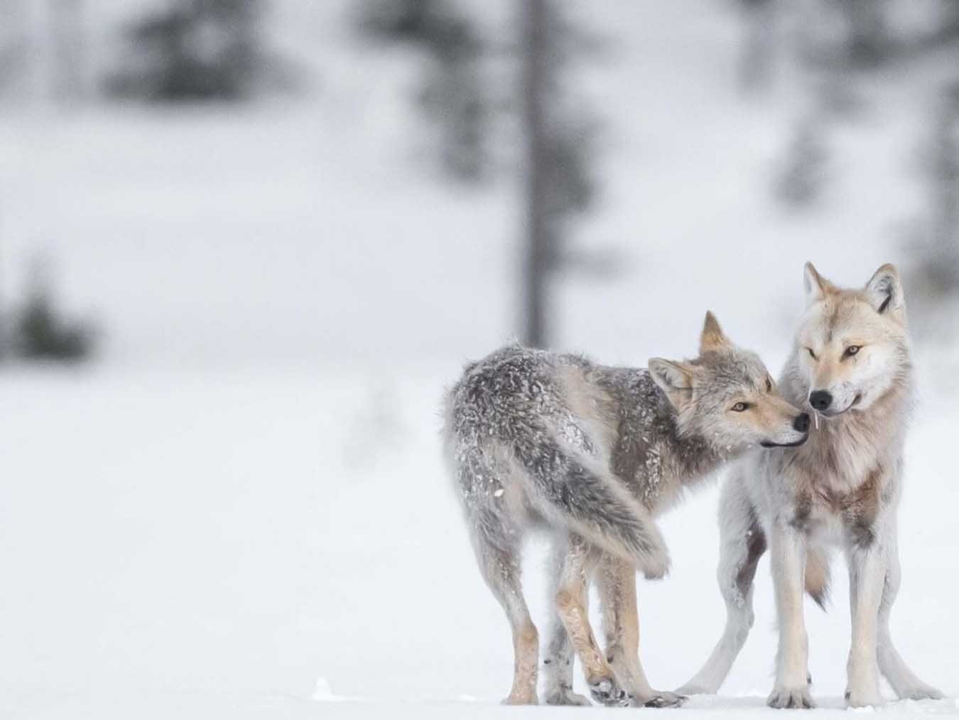 Among the wolves