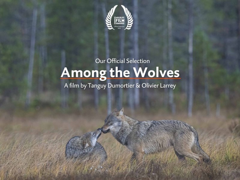 Among the Wolves