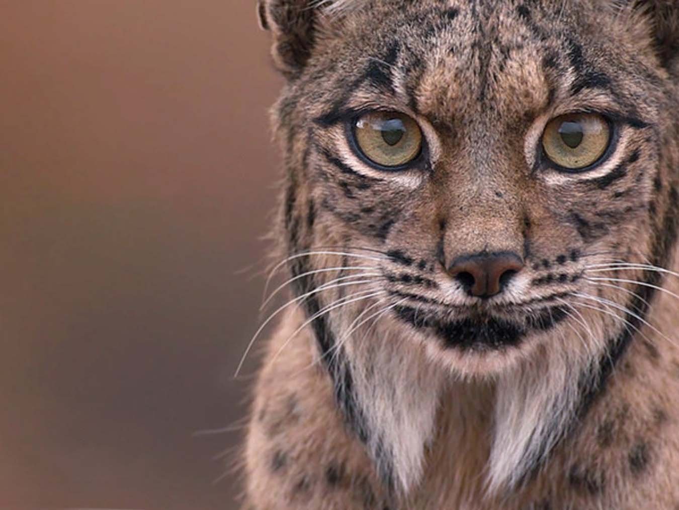 Odrina the Lynx
