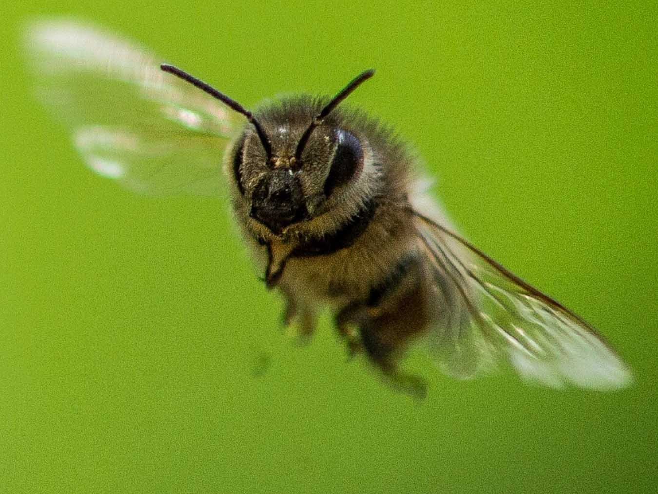Ziemlich wilde Bienen