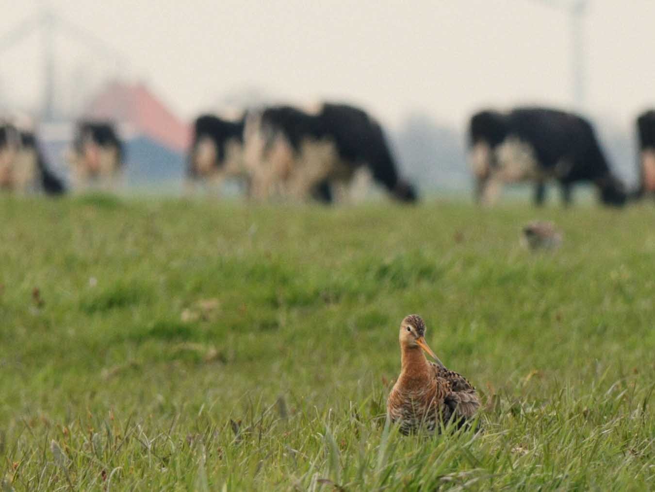 The godwit was here