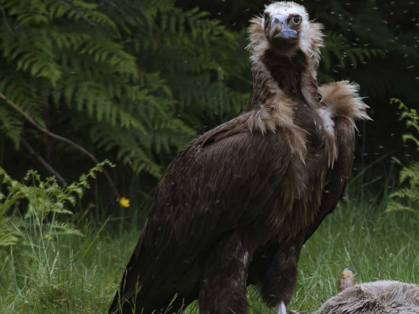 Der Mönchsgeier