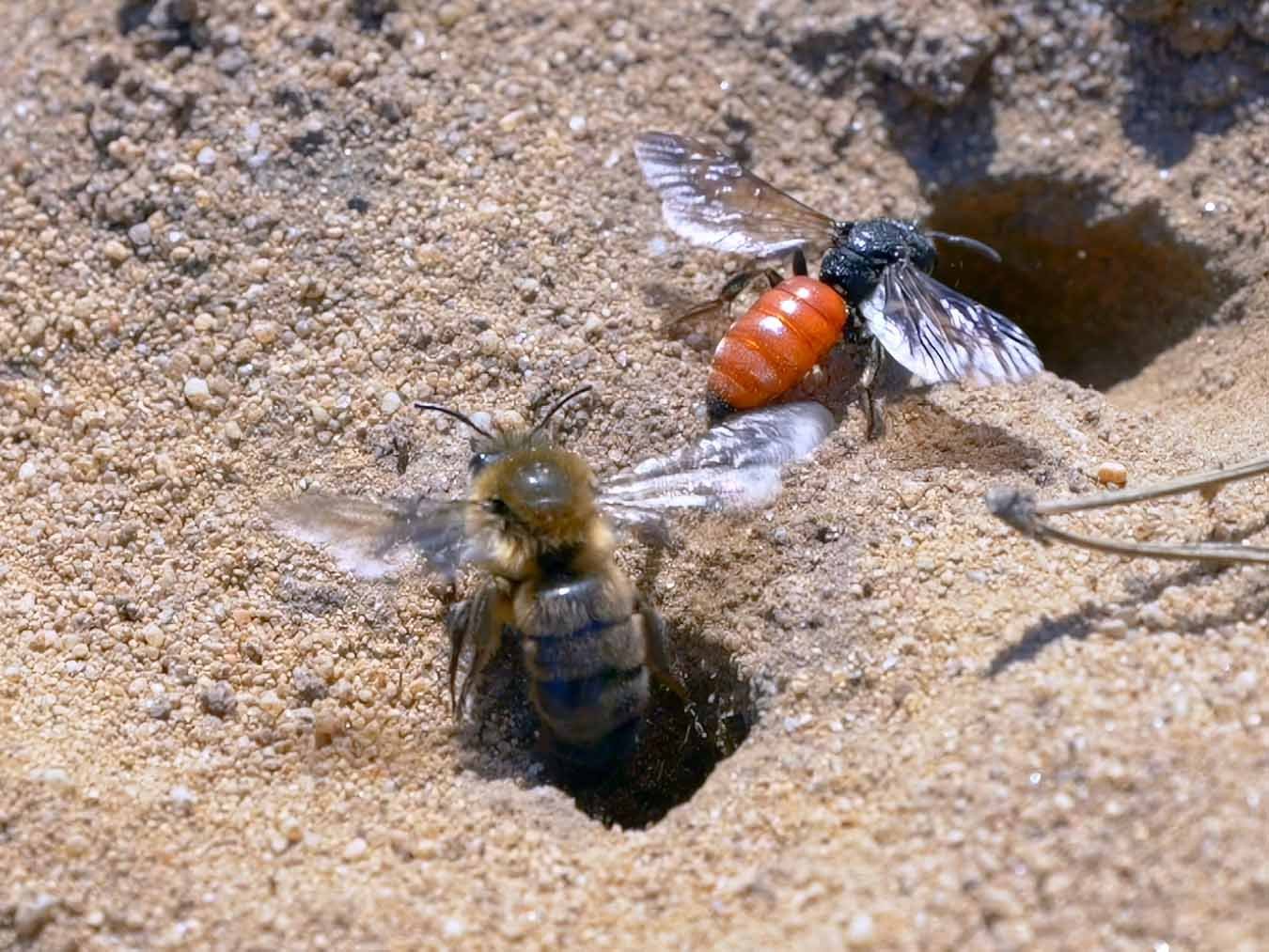 Wild Bees - how do they protect their offspring?